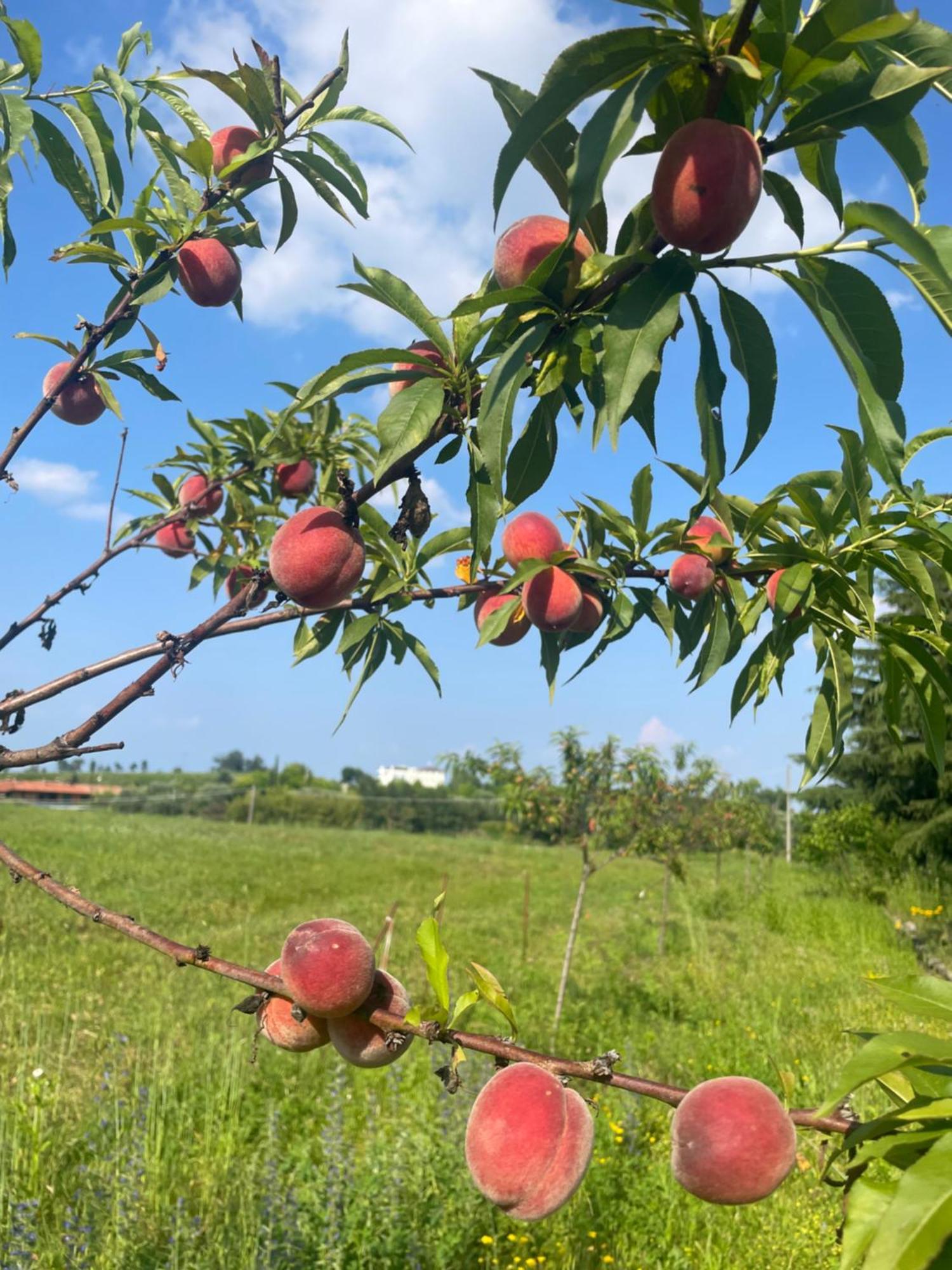 Séjour à la ferme Gaia Lonato